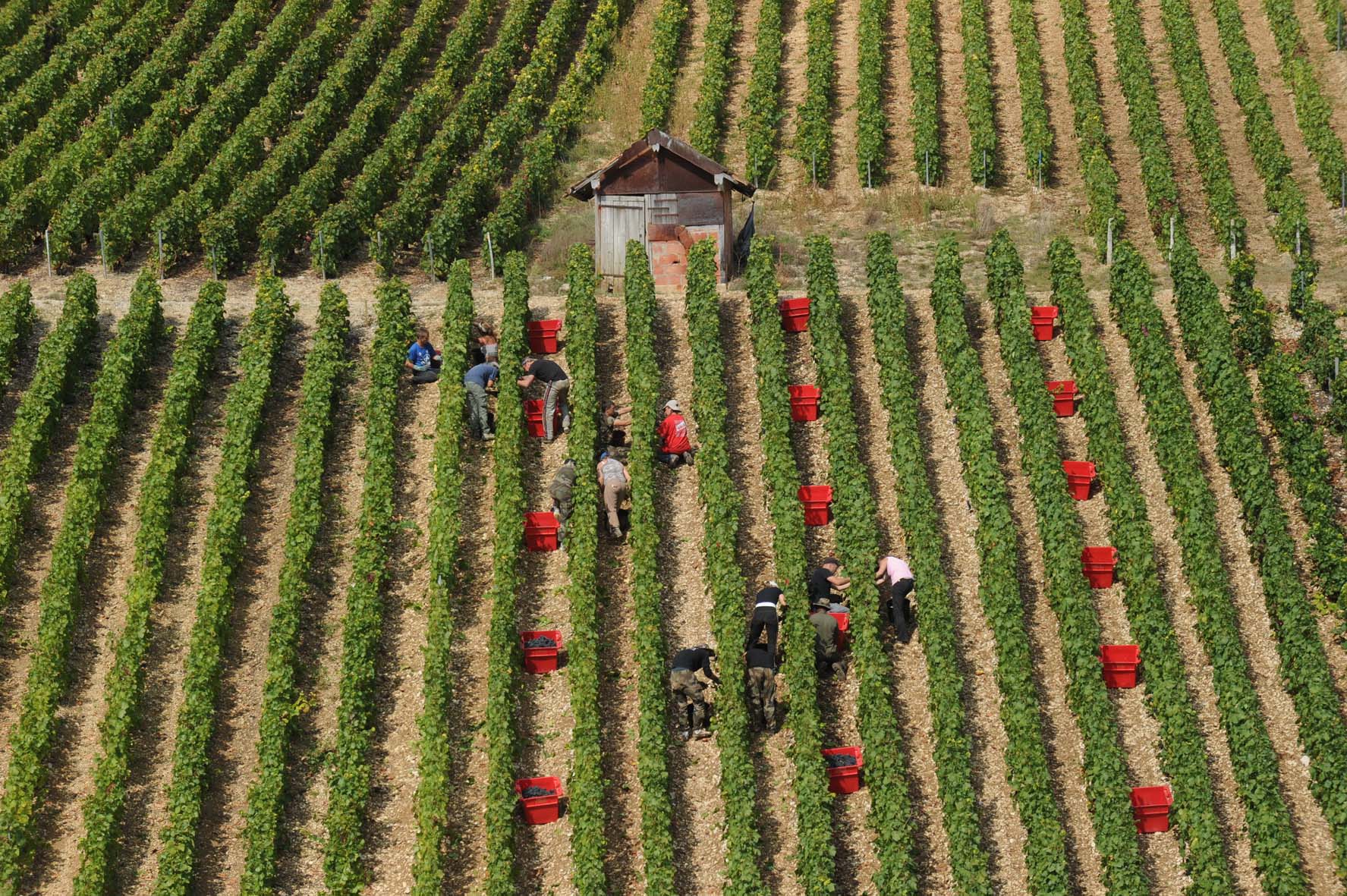 Vendanges 2023 Le salaire du vendangeur cumulé à l’allocation RSA Département de l