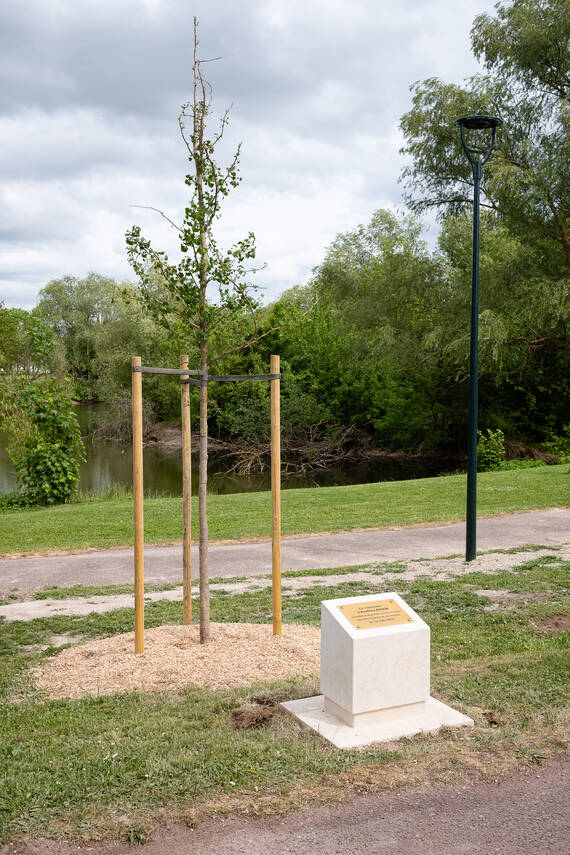 Stèle et gingko biloba en mémoire d'Audrey ADAM